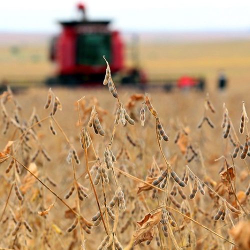 Preço da soja consolida movimentação de baixa no Brasil