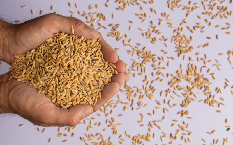 Importação de trigo em 2025 alcançou o maior volume em 12 anos