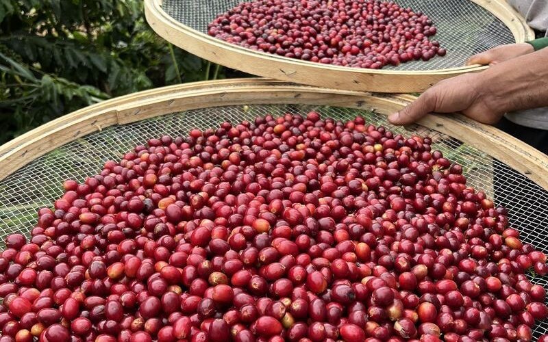 Mesmo com atraso, colheita de café no Brasil impacta preço do grão em NY