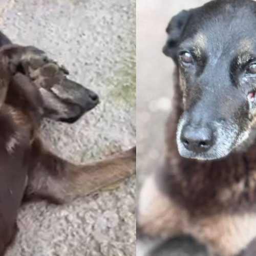 Fortaleza e outras capitais organizam atos no fim de semana após morte do cãozinho Orelha