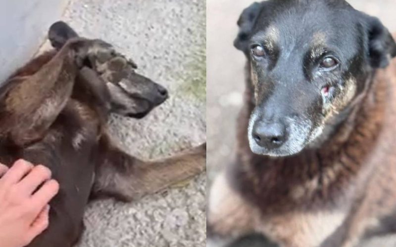 Fortaleza e outras capitais organizam atos no fim de semana após morte do cãozinho Orelha