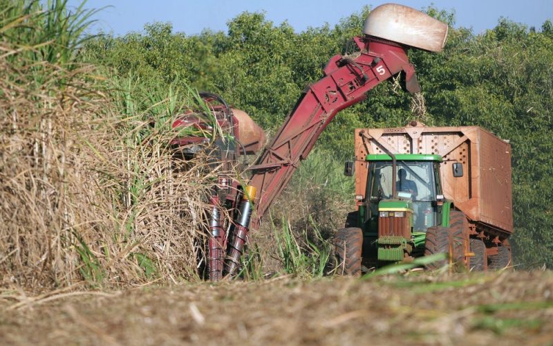 Produção de cana-de-açúcar deve crescer; ouça o comentário
