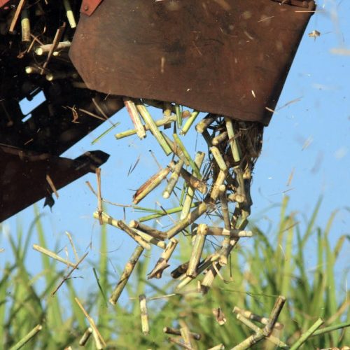 Clima limitará produção de cana na nova safra do centro-sul