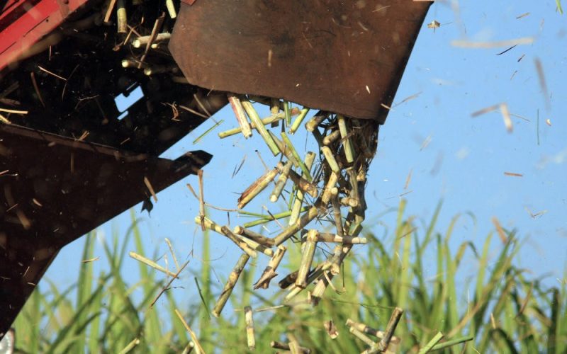 Conciliação garante pagamento a mais de 2,5 mil trabalhadores de usina de cana falida