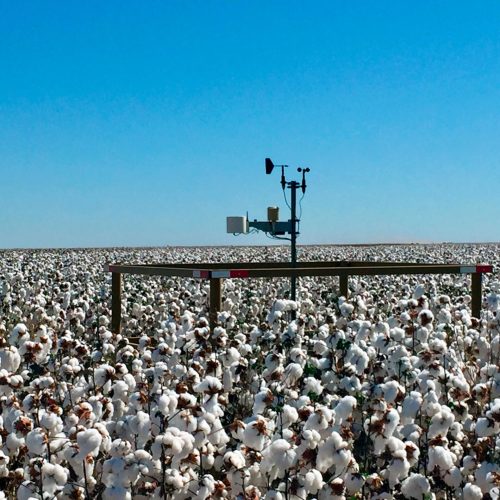 Aplicativo auxilia produtores a reduzir defensivos em lavouras de soja e algodão na Bahia