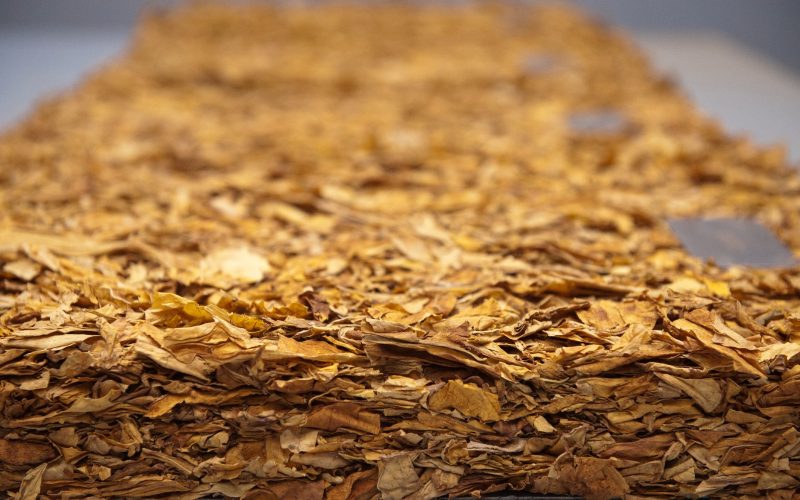 Faturamento com exportações de tabaco deve superar US$ 3 bilhões em 2025