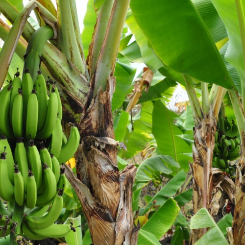 Você sabia que bananeira é uma erva e não uma árvore? Entenda