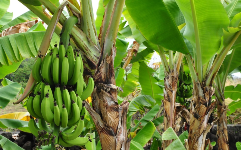 Você sabia que bananeira é uma erva e não uma árvore? Entenda