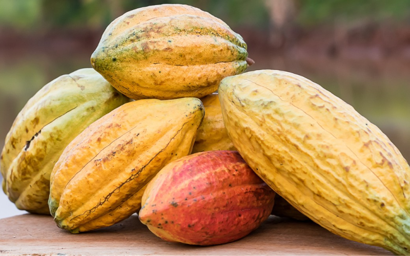 Cacau recua 8% em Nova York e atinge mínima de um ano