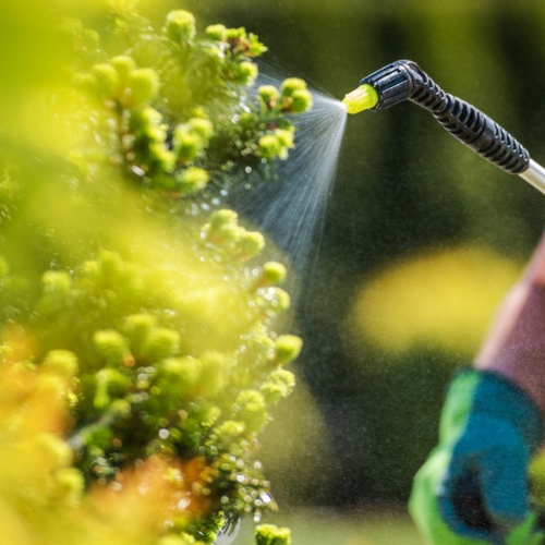 Pesquisadores identificam ‘substâncias químicas eternas’ em alimentos na Califórnia