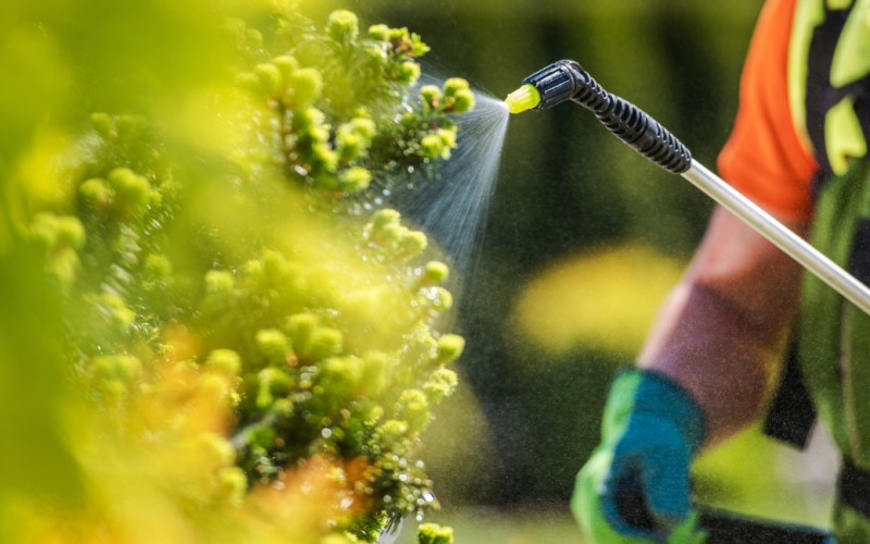 Pesquisadores identificam ‘substâncias químicas eternas’ em alimentos na Califórnia