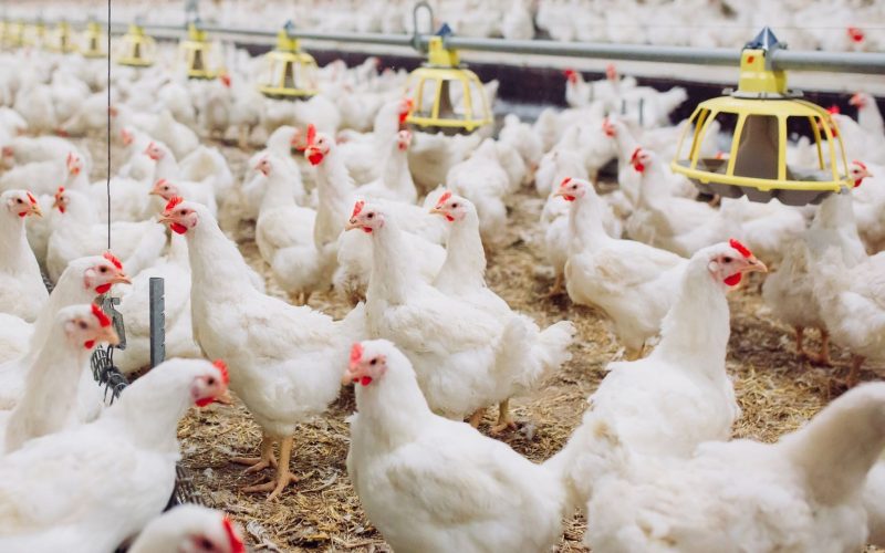 Indústria de aves e suínos lança guia sobre retorno às granjas após festas de fim de ano