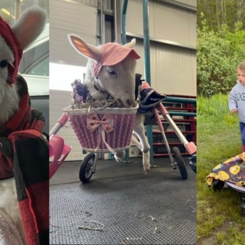 Conheça Kiki, ovelha que anda de cadeira de rodas e curte Taylor Swift