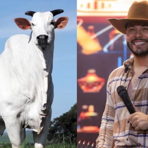 Murilo Huff se torna um dos donos da vaca mais cara do mundo: ‘Uma honra’