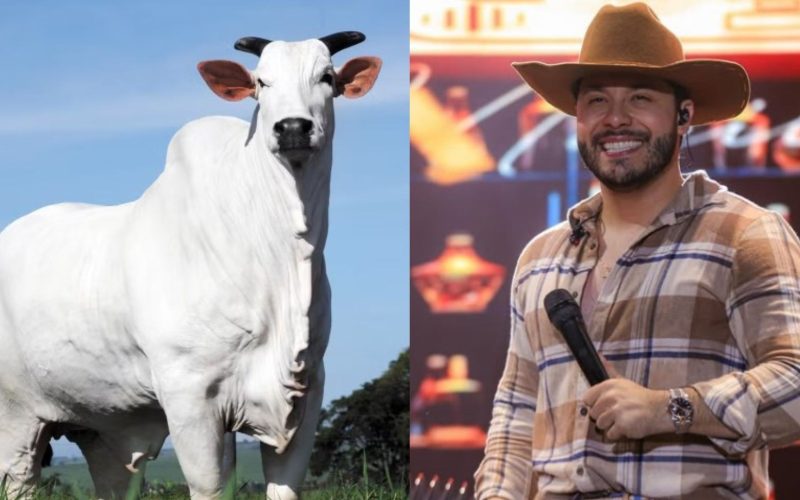Murilo Huff se torna um dos donos da vaca mais cara do mundo: ‘Uma honra’