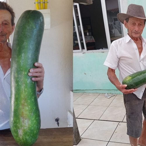 Pepino gigante surpreende agricultor de 85 anos em SC: ‘Nunca vi algo igual’