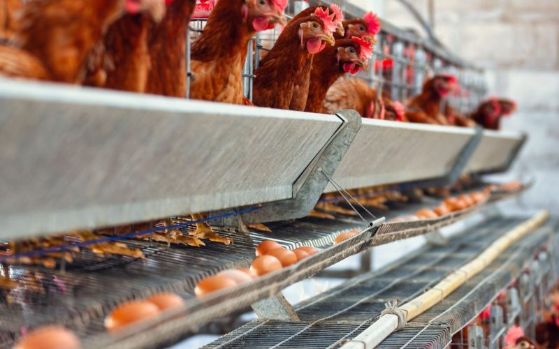 Argentina suspende exportações de frango; entenda