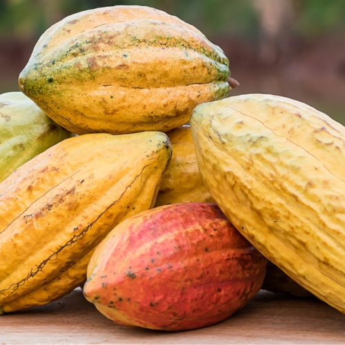 Demanda fraca e excesso de oferta pressionam futuros do cacau em NY