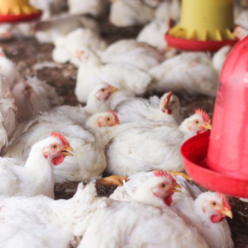 Preço do frango teve maior queda em 18 anos no atacado da Grande São Paulo