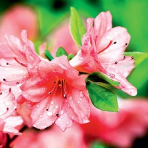 Veja dez plantas para cultivar no inverno