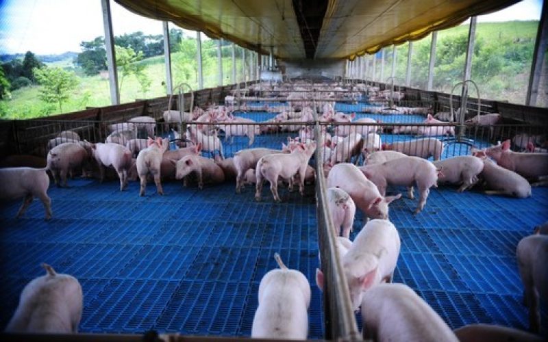 Ministério da Agricultura tenta ampliar mercado para carne suína no Japão