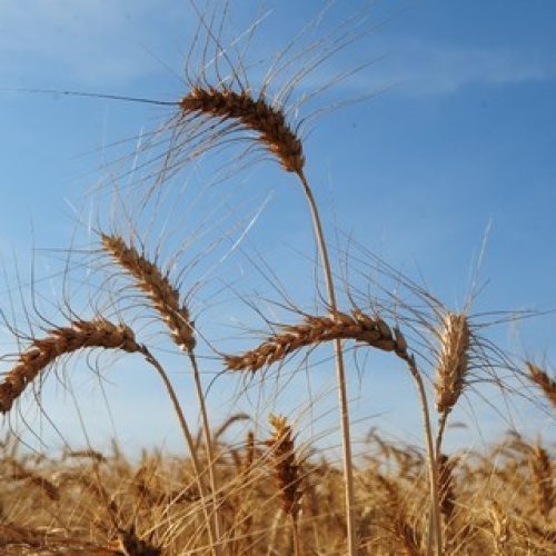 Plantio de trigo na Argentina chega a 60,3% da área para 2025/26