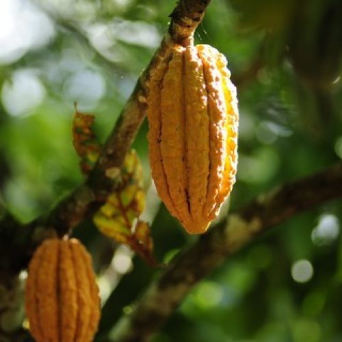 Preço do cacau sobe em Nova York após recuo na moagem