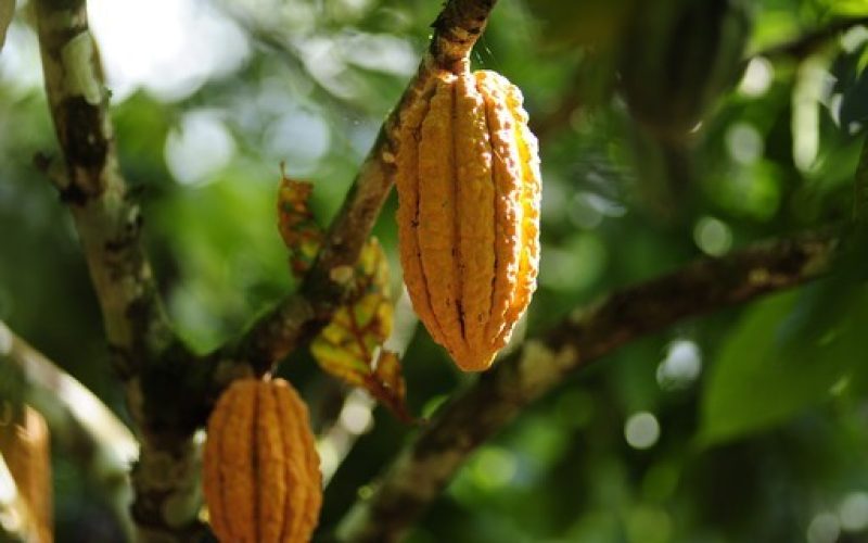 Mercado antecipa queda na demanda por cacau e preços caem em NY