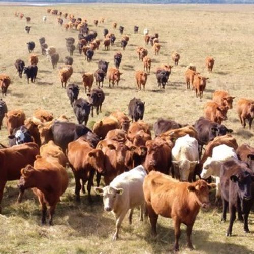 BB espera liberar recurso para pastagens no primeiro semestre