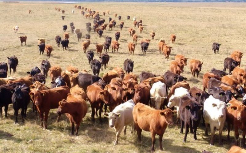 BB espera liberar recurso para pastagens no primeiro semestre