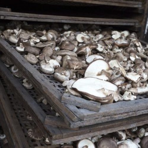 Shiitake vira estrela em projeto de agrofloresta