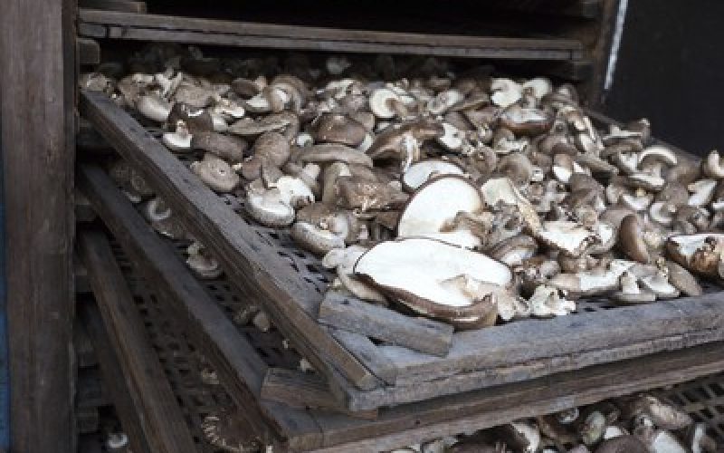 Shiitake vira estrela em projeto de agrofloresta