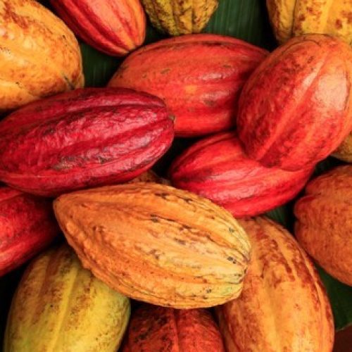 Produtores mineiros diversificam com o cultivo de cacau