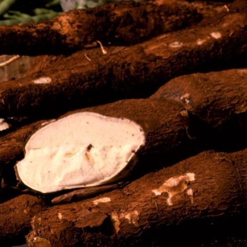 Preços da mandioca são os maiores em quatro meses