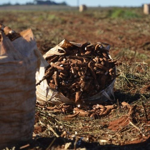 Preços da mandioca subiram 12% em outubro com oferta menor