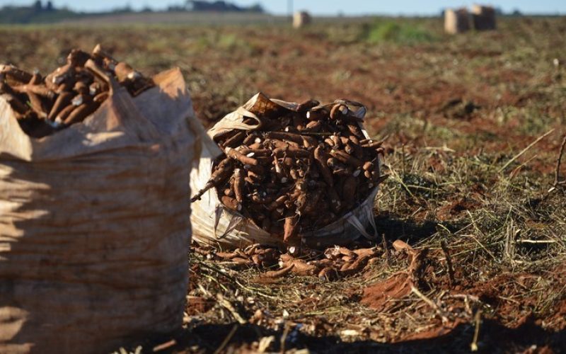 Preços da mandioca subiram 12% em outubro com oferta menor