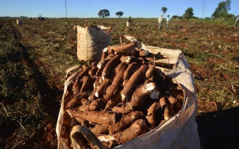 Preços da mandioca têm nova alta com oferta abaixo da expectativa