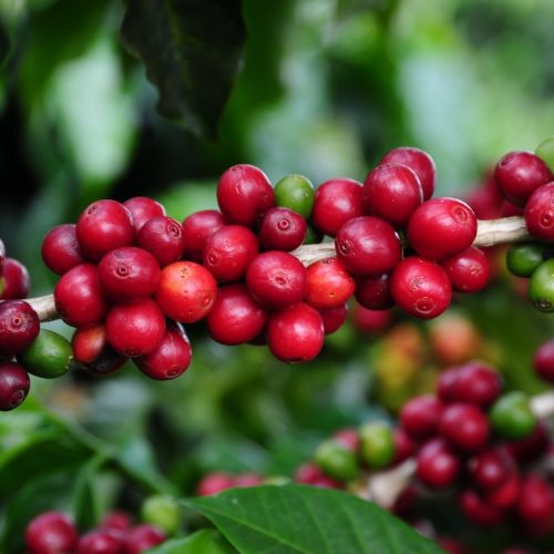 Café encerra sessão em alta na bolsa de Nova York