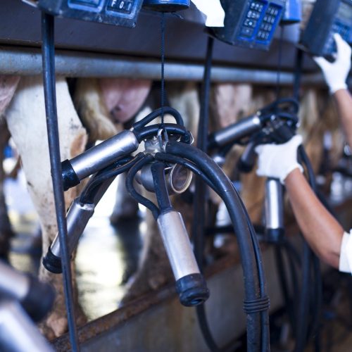 Rio Grande do Sul anuncia compra pública de 2,2 mil toneladas de leite