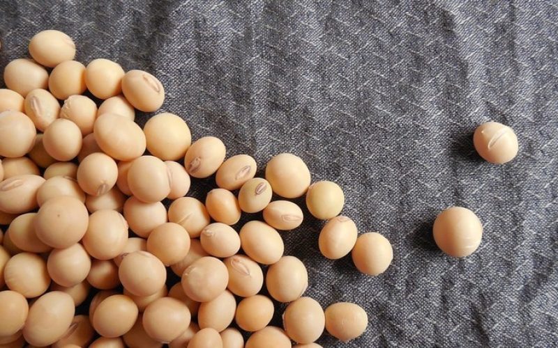 Contratos futuros de grãos abrem o dia em queda na bolsa de Chicago