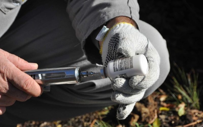 Agropecuária celebra status do Brasil como livre de aftosa sem vacinação