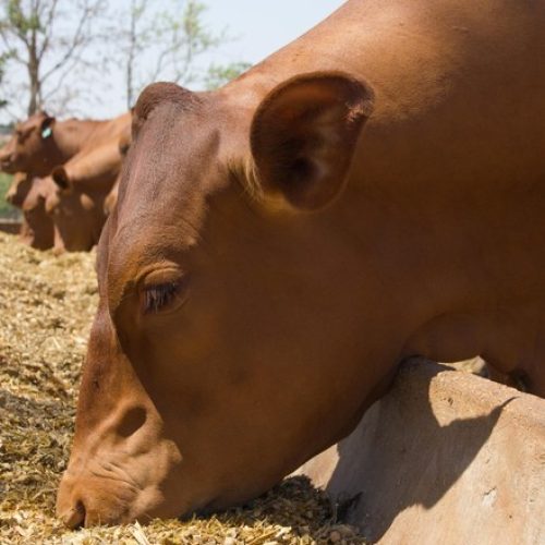 ADM negocia venda de sua fábrica de ração em MG para o grupo Agronorte