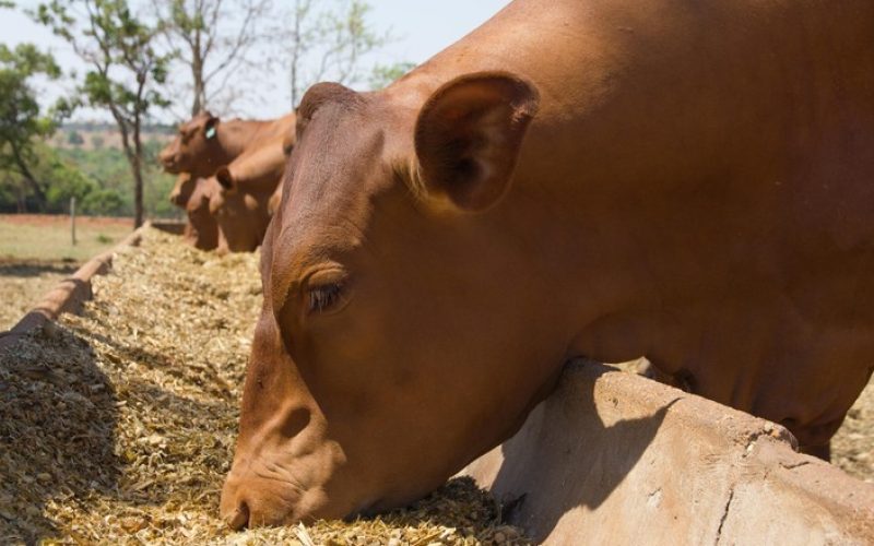 ADM negocia venda de sua fábrica de ração em MG para o grupo Agronorte