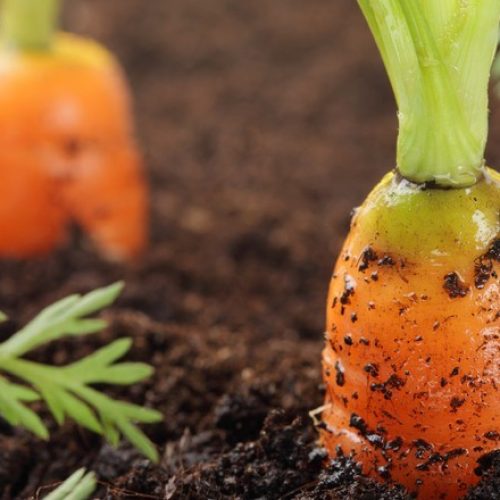 Congresso na Bahia debate os desafios da agroecologia