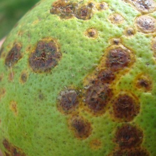 Pesquisa descobre mecanismo de ataque do cancro cítrico