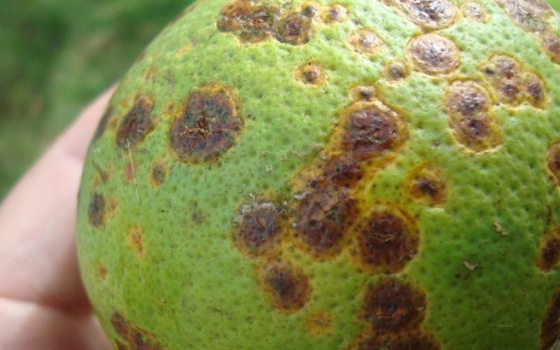 Pesquisa descobre mecanismo de ataque do cancro cítrico