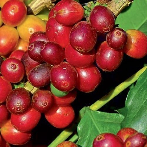 Colheita de café da Cooxupé atinge 74,2%