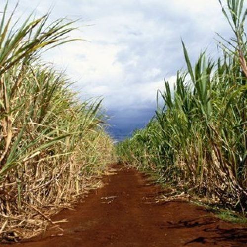 Moagem de cana do Centro-Sul aumentou 27% na segunda quinzena de dezembro, diz Unica