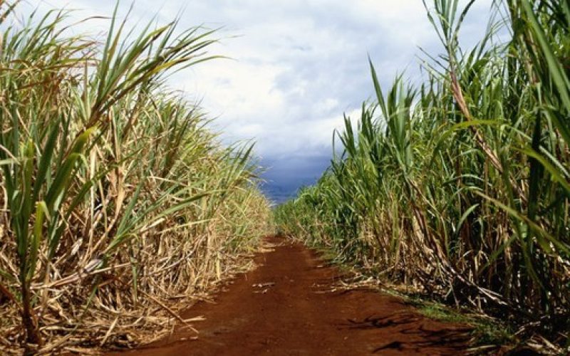 Moagem de cana do Centro-Sul aumentou 27% na segunda quinzena de dezembro, diz Unica