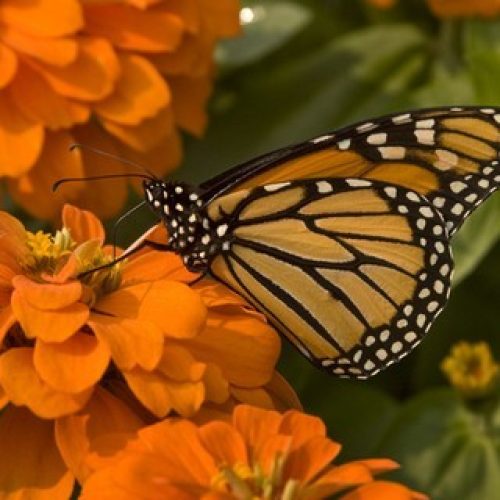 De onde vem o cheiro das flores? Conheça as dez espécies mais aromáticas